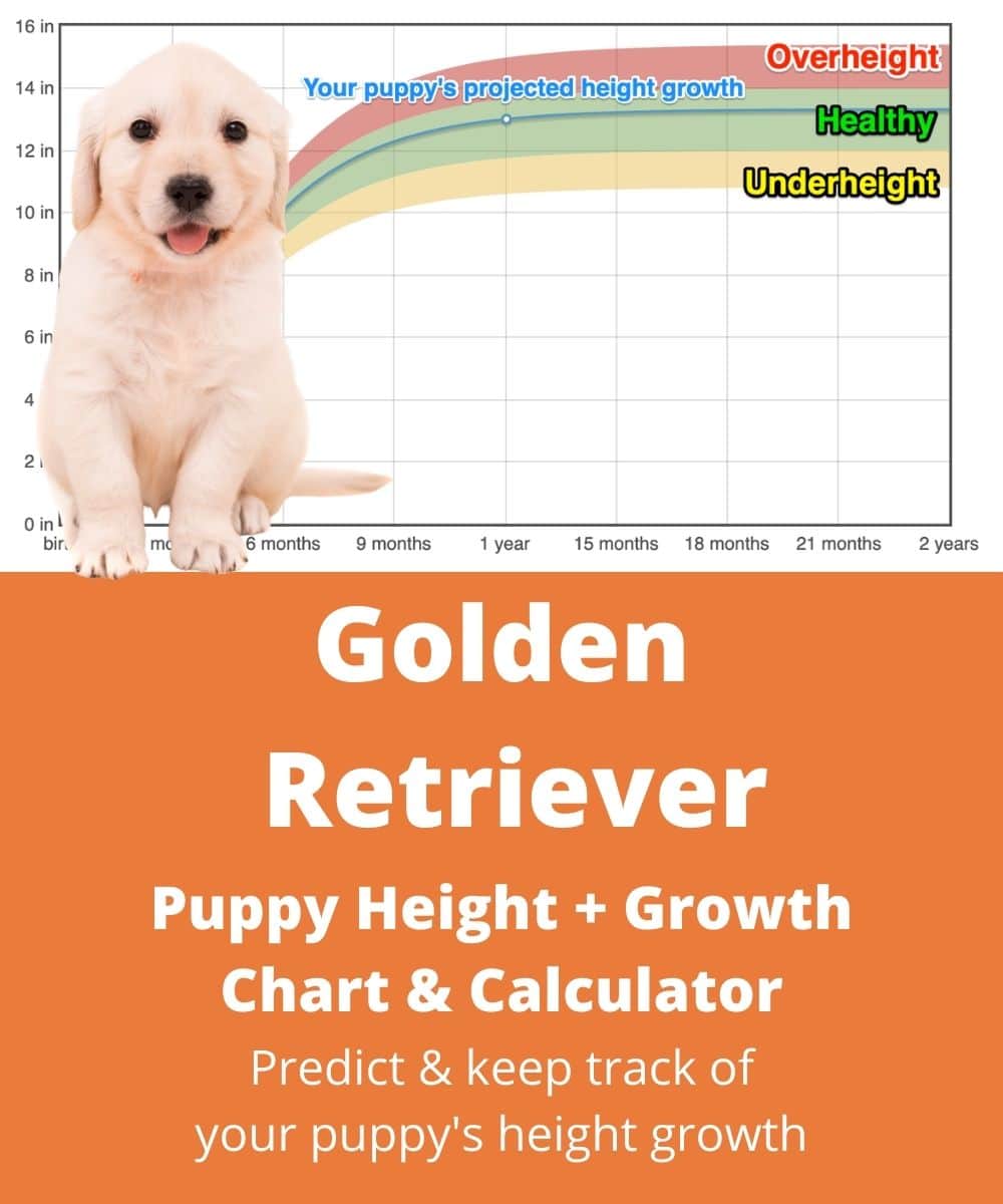 golden-retriever Puppy height Growth Chart